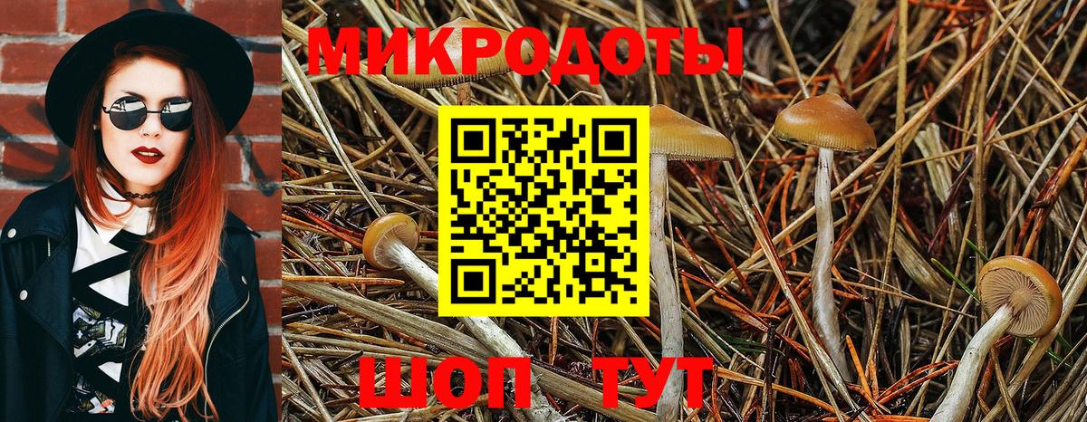 Галлюциногенные грибы Psilocybe Пугачёв